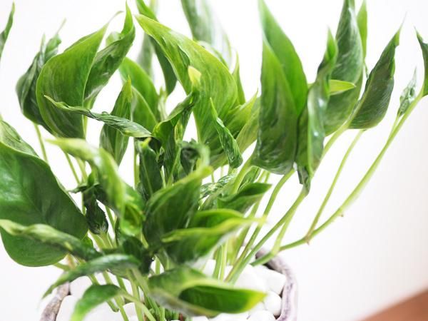 ポトス テルノシャングリラ 販売 通販 詳細ページ Tree Tree ポトス テルノシャングリラ 販売 通販 詳細ページ Tree Tree