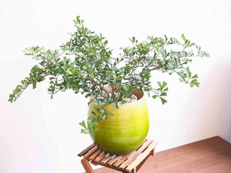 シェフレラ トライアンギュラリス バンブーポット 販売 通販 詳細ページ Tree Tree シェフレラ トライアンギュラリス バンブーポット 販売 通販 詳細ページ Tree Tree