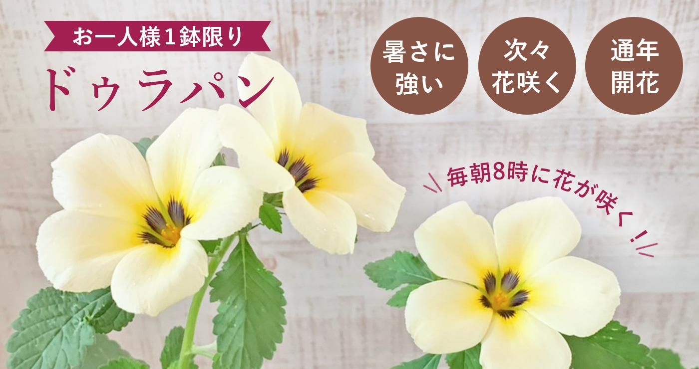 뤵˶ǮӿʪͰȭΥɥѥ