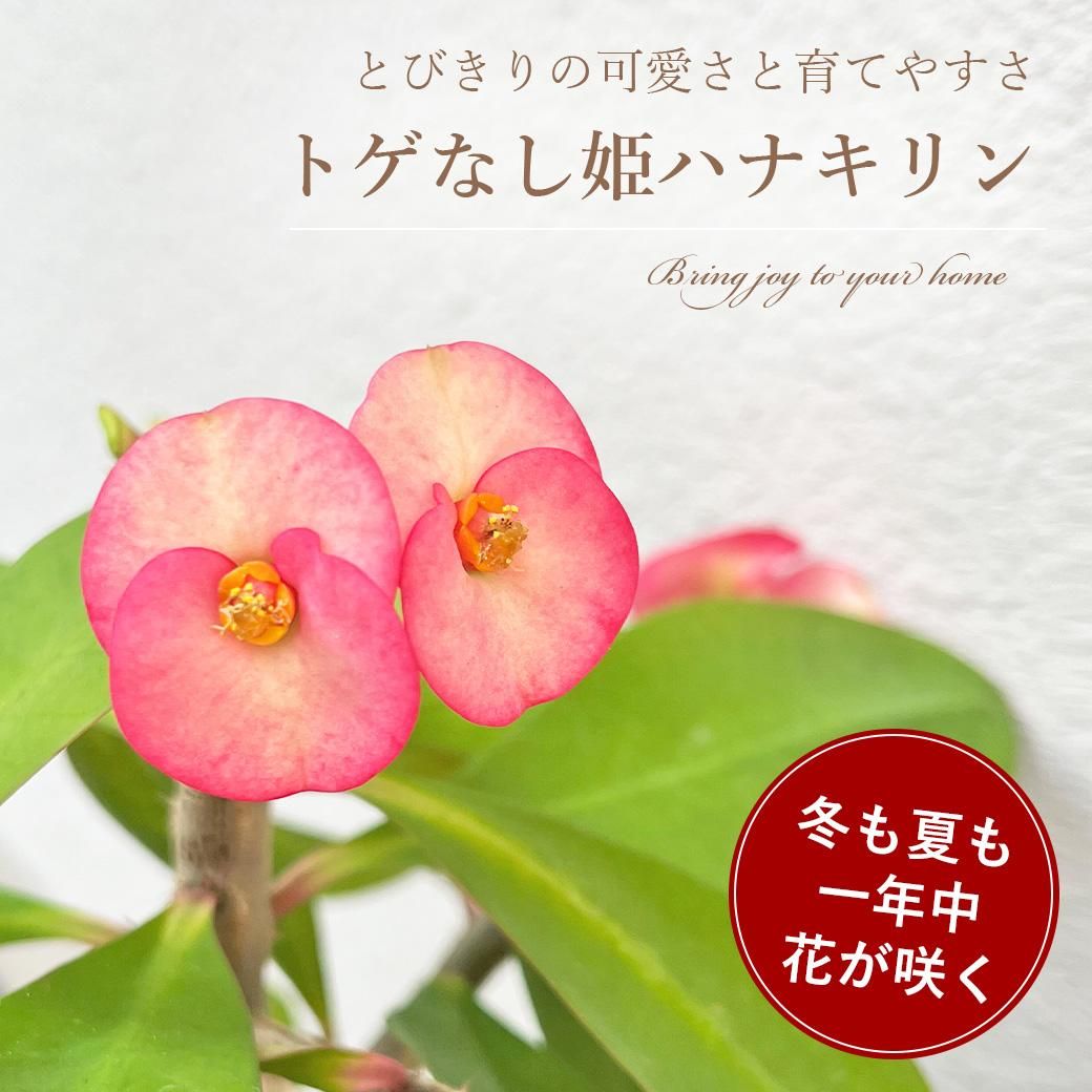 ȥʤҥϥʥ