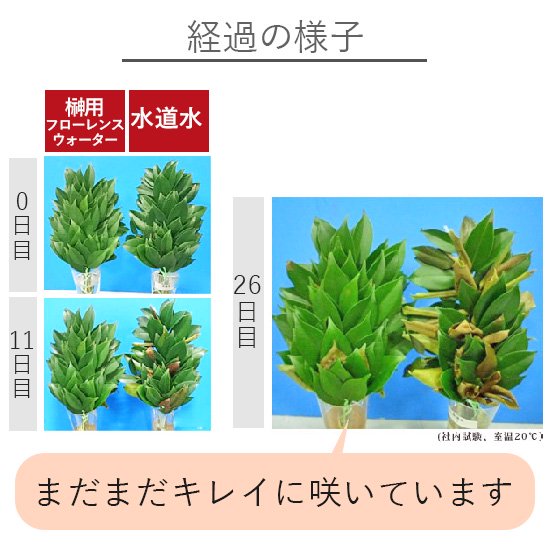 フローレンスウォーター 切花延命剤 榊 (さかき) 用の通信販売 | ロハスプラザ