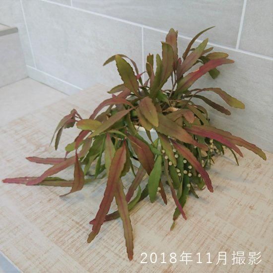 リプサリスラムローサの通信販売 | 珍しいサボテン・観葉植物