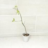 モッコウバラ苗の通信販売 春に花が咲くトゲのないバラ ロハスプラザ モッコウバラ苗の通信販売 春に花が咲くトゲのないバラ ロハスプラザ