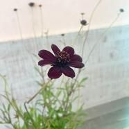 チョコレートコスモス苗の通信販売 | LOHAS PLAZA