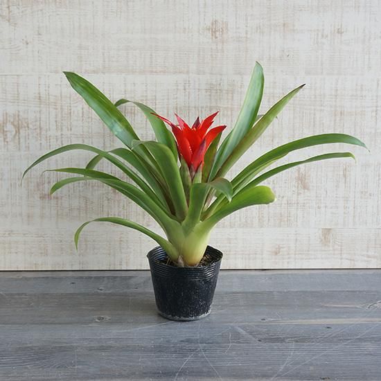 グズマニア 花後 グズマニア 花後