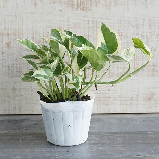 オフィスにおすすめの植物 ポトス エンジョイ3号ポットの通信販売 ロハスプラザ オフィスにおすすめの植物 ポトス エンジョイ3号ポットの通信販売 ロハスプラザ