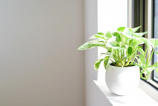 オフィスにおすすめの植物 ポトス エンジョイ3号ポットの通信販売 ロハスプラザ オフィスにおすすめの植物 ポトス エンジョイ3号ポットの通信販売 ロハスプラザ