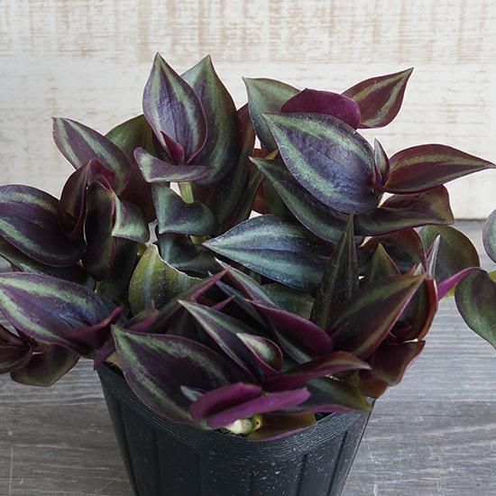 シックハウス症候群対策におすすめの植物 トラデスカンチア3号ポットの通信販売 ロハスプラザ シックハウス症候群対策におすすめの植物 トラデスカンチア3号ポットの通信販売 ロハスプラザ