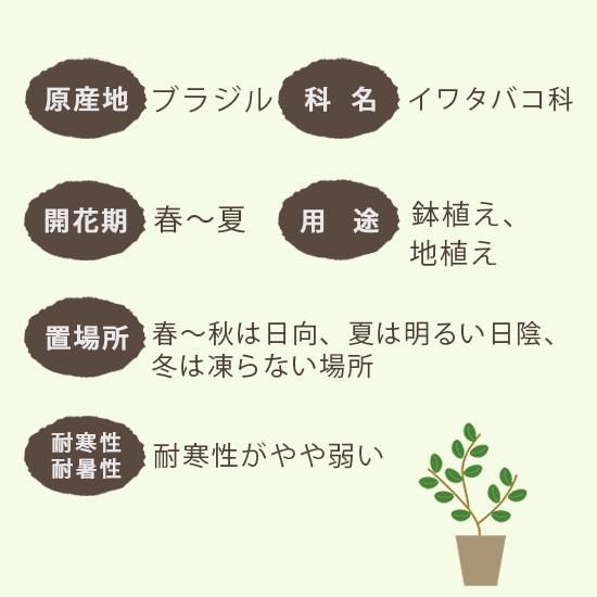 レクステネリア ブラジリアン エーデルワイス 断崖の女王 4号苗の通信販売 ロハスプラザ レクステネリア ブラジリアン エーデルワイス 断崖の女王 4号苗の通信販売 ロハスプラザ