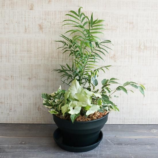観葉植物の寄せ植えの通信販売 D | 室内の空気浄化におすすめ | ロハス