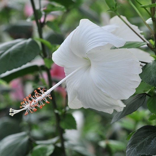ハイビスカス　バタフライ　苗　ホワイト・白　観葉植物　沖縄　花木