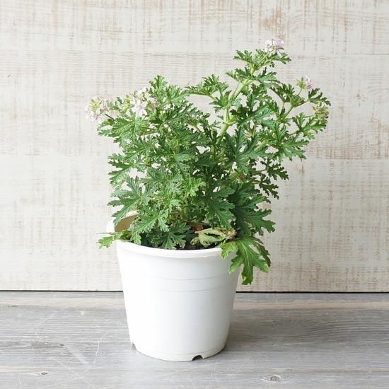 ローズゼラニウム(蚊香龍) 5号苗の通信販売 | ロハスプラザ