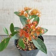 バンクシア　インテグリフォリア　大株 000000014009_FWY9ZCi.jpg