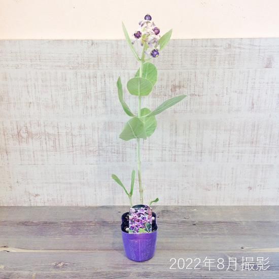 クラウンフラワー(パープル) 3号ポットの通信販売 | ロハスプラザ