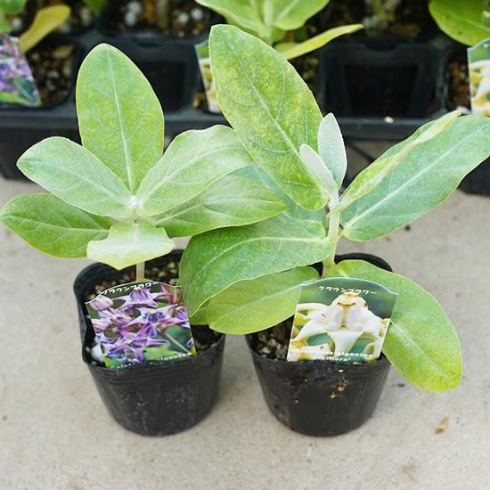 クラウンフラワー苗木（パープル）2年生 クラウンフラワー(パープル) 3号ポットの通信販売 | ロハスプラザ