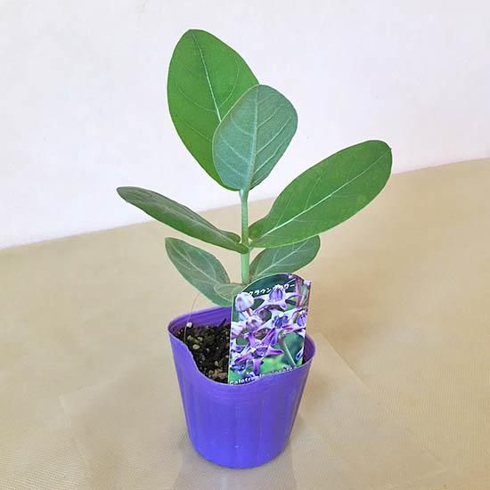 クラウンフラワー(パープル) 3号ポットの通信販売 | ロハスプラザ