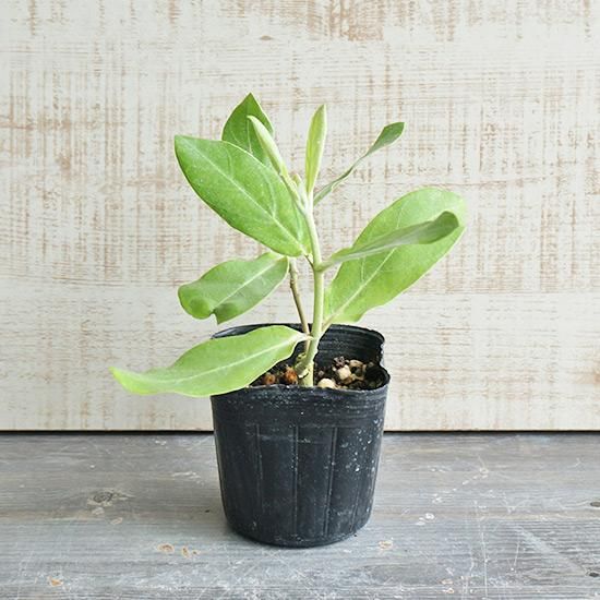 確認用 クラウンフラワー苗 40cm〜50cm 4株 各1鉢 2000円 確認用 クラウンフラワー苗 40cm〜50cm 4株 各1鉢 2000円 確認