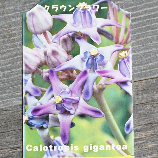 クラウンフラワー(パープル) 3号ポットの通信販売 | ロハスプラザ