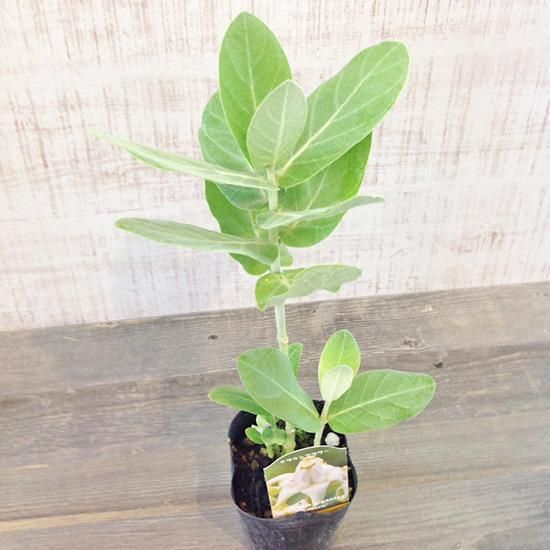 クラウンフラワー(ホワイト) 3号ポットの通信販売 | ロハスプラザ