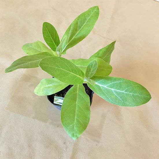 クラウンフラワー(ホワイト) 3号ポットの通信販売 | ロハスプラザ