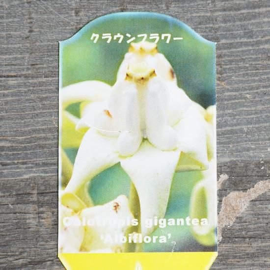 クラウンフラワー(ホワイト) 3号ポットの通信販売 | ロハスプラザ