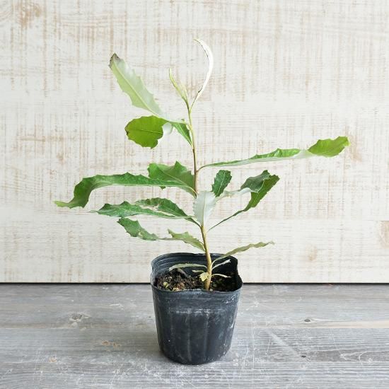バンクシア・インテグリフォリア3号ポットの通信販売 | ロハスプラザ