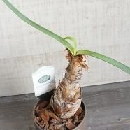 クラウンフラワー苗木（3年目） 楽天市場】クラウン・フラワー（白花） 5寸鉢植え クラウンフラワー