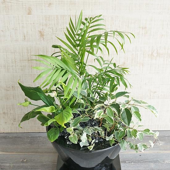室内の空気をきれいにする植物寄せ植えの通信販売 | ロハスプラザ