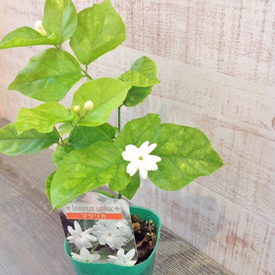 アラビアンジャスミンの通信販売 夏に白い花が咲きよい香りがする植物 ロハスプラザ