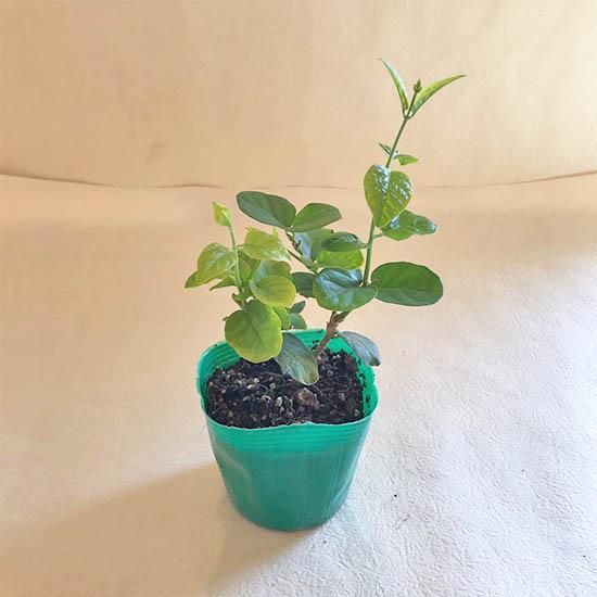 アラビアンジャスミン苗の通信販売 | ロハスプラザ