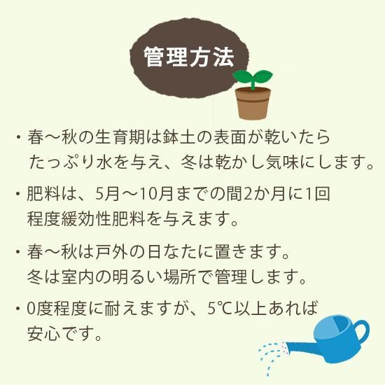 アラビアンジャスミン苗の通信販売 | ロハスプラザ