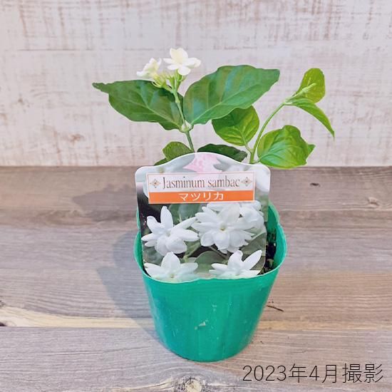 アラビアンジャスミン苗の通信販売 夏に白い花が咲きよい香りがする植物 ロハスプラザ