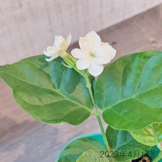 アラビアンジャスミン苗の通信販売 夏に白い花が咲きよい香りがする植物 ロハスプラザ