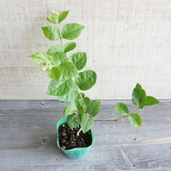 アラビアンジャスミン苗の通信販売 | ロハスプラザ