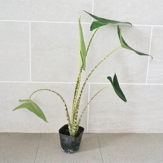 楽天市場】PLANCHU 観葉植物 アロカシア ニンジャ 3号丸鉢