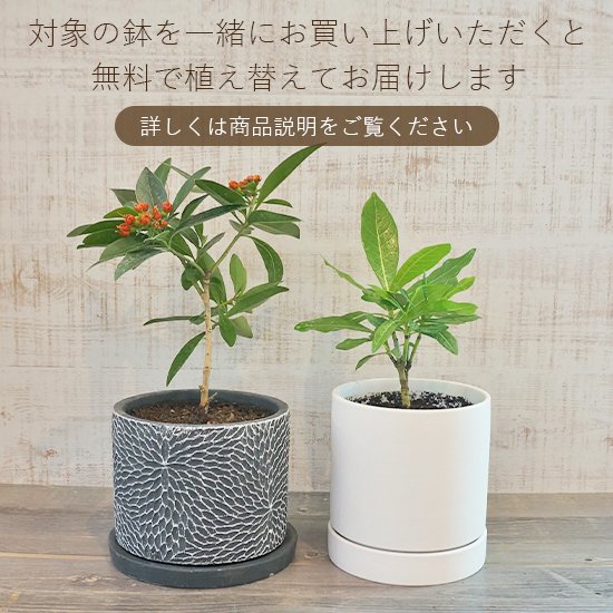 コブミカン苗の通信販売 | よい香りの花が咲くおすすめの植物・庭木・苗木の販売 | ロハスプラザ