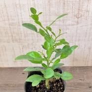 ミッキーマウスノキの苗の通信販売 | よい香りの花が咲く植木を ミッキーマウスノキの苗の通信販売 | よい香りの花が咲く植木を