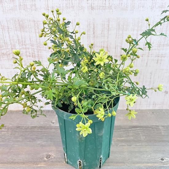 フラミュラ系クレマチス苗鉢植え クレマチス・ナーセリー 及川フラグリーン Clematis Nursery