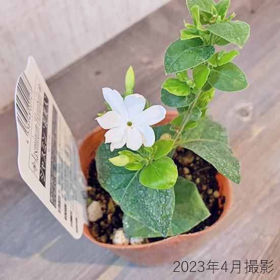 ジャスミン花美人4号苗の通信販売 | ロハスプラザ