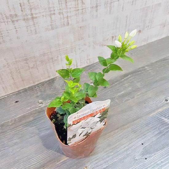 ジャスミン花美人4号苗の通信販売 | ロハスプラザ