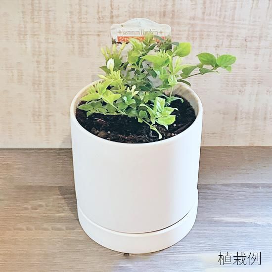 M.S ジャスミン 楽天市場】クリスタルジャスミン 3.5号サイズ 鉢植え 甘い香りする純白