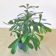 クラウンフラワー(ホワイト) 3号ポットの通信販売 | ロハスプラザ