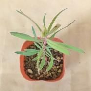 クラウンフラワー(ホワイト) 3号ポットの通信販売 | ロハスプラザ