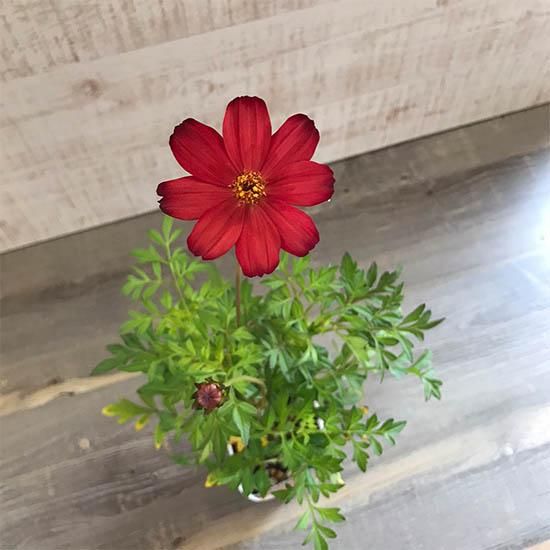 チョコレートコスモス苗の通信販売 | LOHAS PLAZA