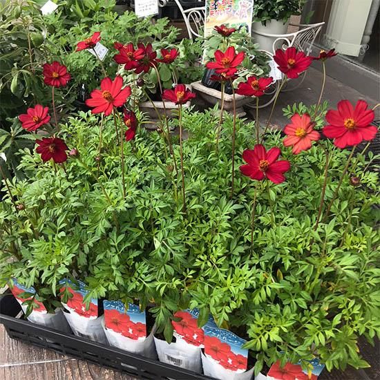 チョコレートコスモス苗の通信販売 | LOHAS PLAZA