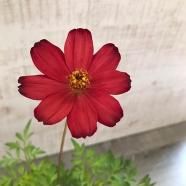 チョコレートコスモス苗の通信販売 | LOHAS PLAZA