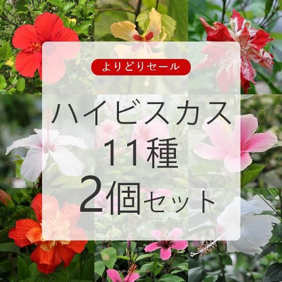 ハイビスカス 11種 よりどり2個セットの通信販売 ロハスプラザ