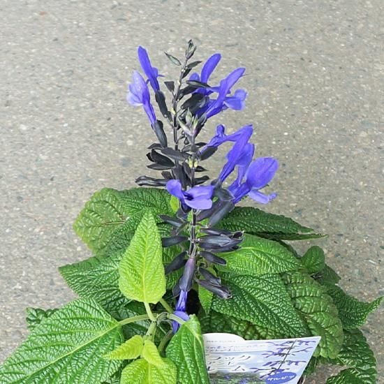 サルビア ブラック&ブルーム 3.5号ポット苗の通信販売 | ロハスプラザ