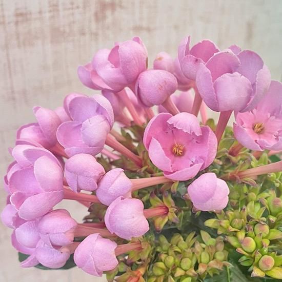 強い香りニオイザクラ リッチRich 匂い桜べにふじ 1鉢土減らし花段々終わった 強い香りニオイザクラ リッチRich 匂い桜べにふじ 1鉢土減らし花段々