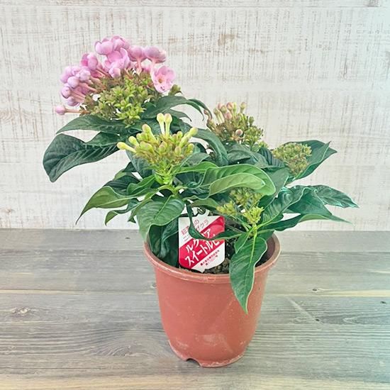 強い香りニオイザクラ リッチRich 匂い桜べにふじ 1鉢土減らし花段々